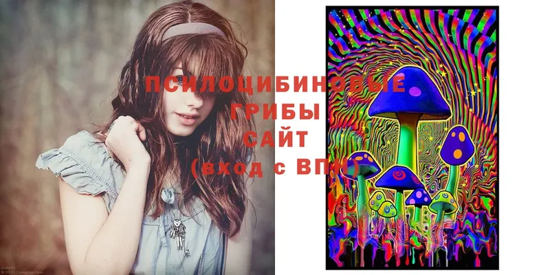 Галлюциногенные грибы Psilocybine cubensis  Горняк 